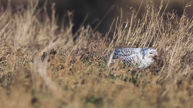 Snowy Owl - ML194970501