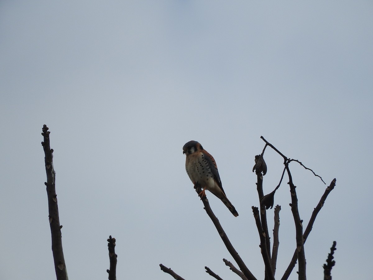 American Kestrel - ML194970651