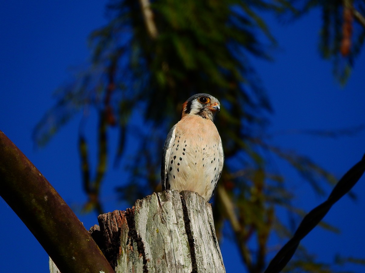 Buntfalke - ML194970661