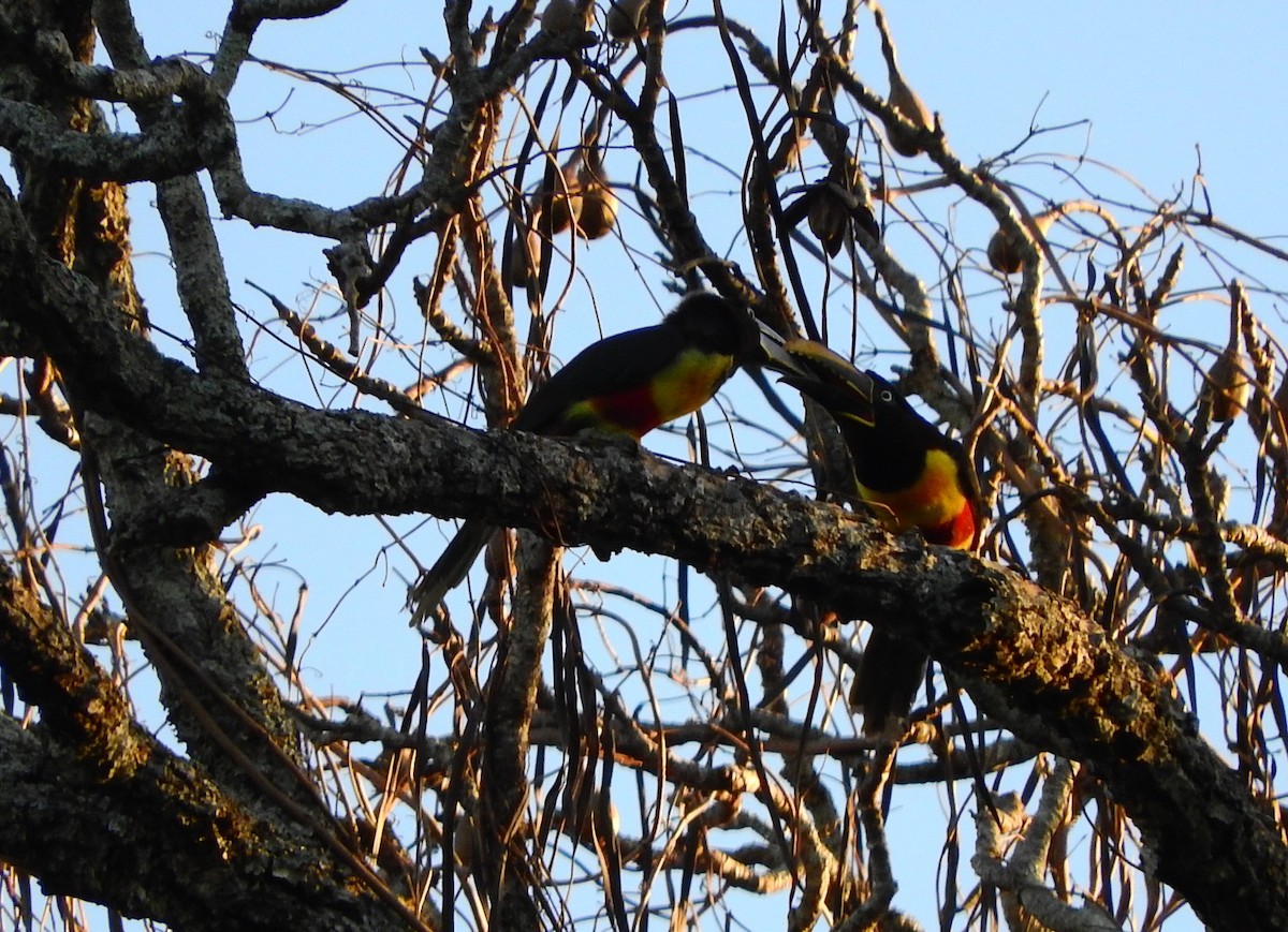 Chestnut-eared Aracari - ML194970761