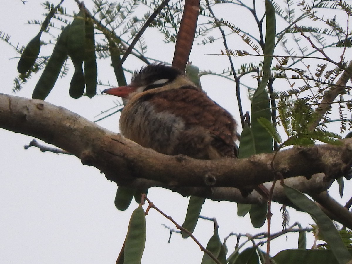 White-eared Puffbird - ML194971051