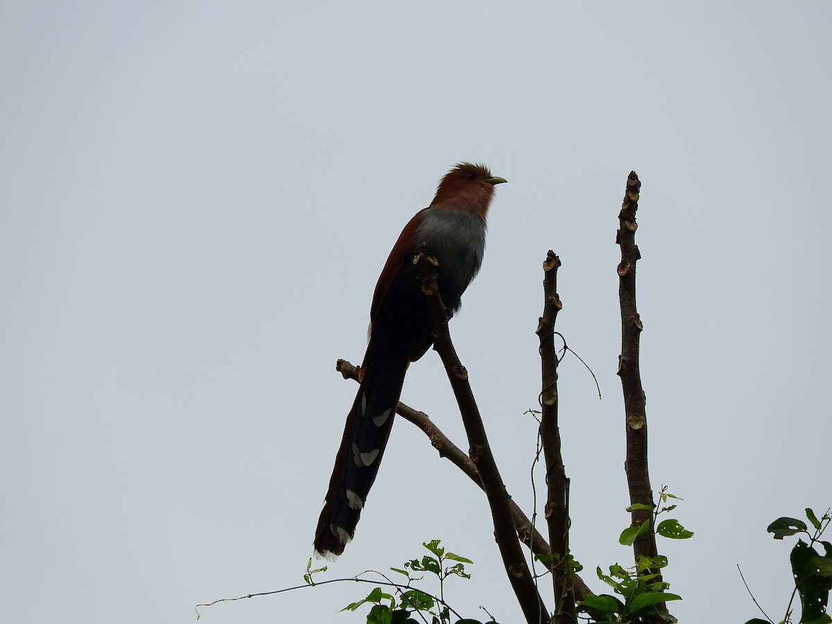 Squirrel Cuckoo - ML194971261