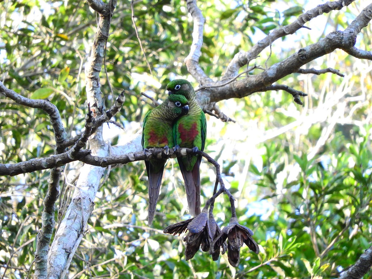 Maroon-bellied Parakeet - Luis Recalde