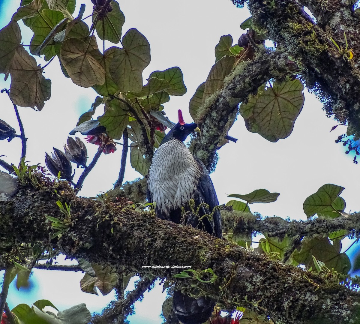 Horned Guan - ML194971711