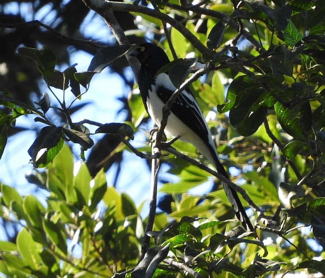 Magpie Tanager - Luis Recalde