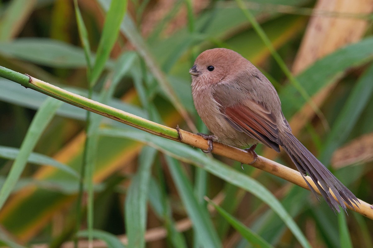 Vinous-throated Parrotbill - Vincent Wang