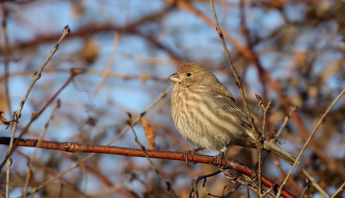 House Finch - ML194972751