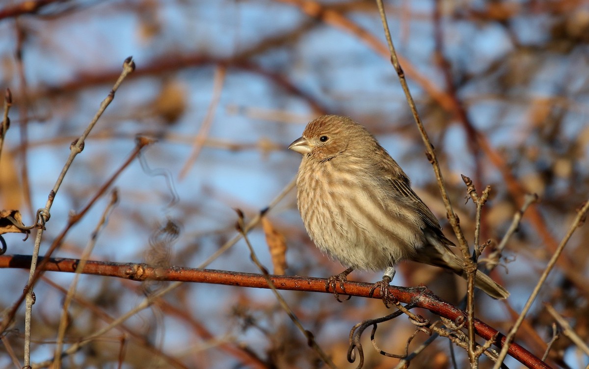 House Finch - ML194972761