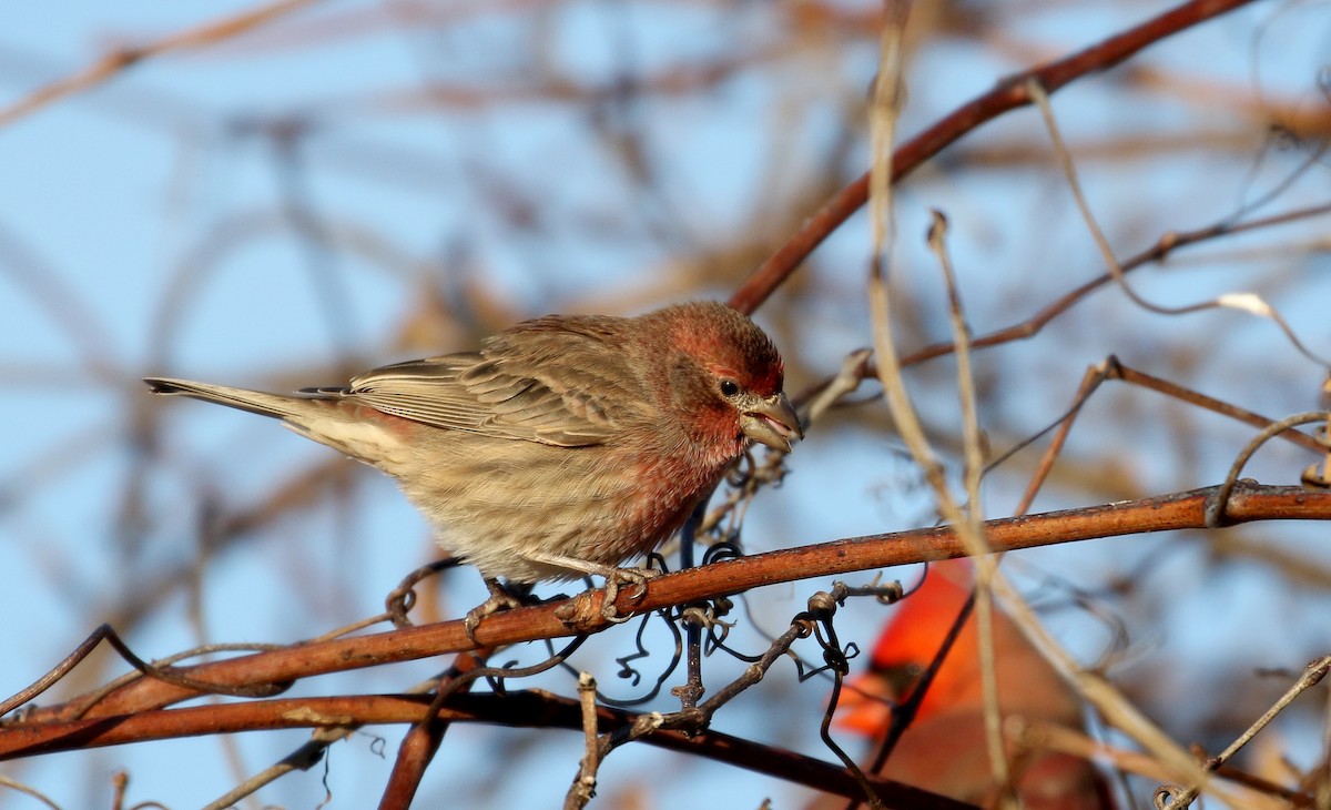 House Finch - Jay McGowan