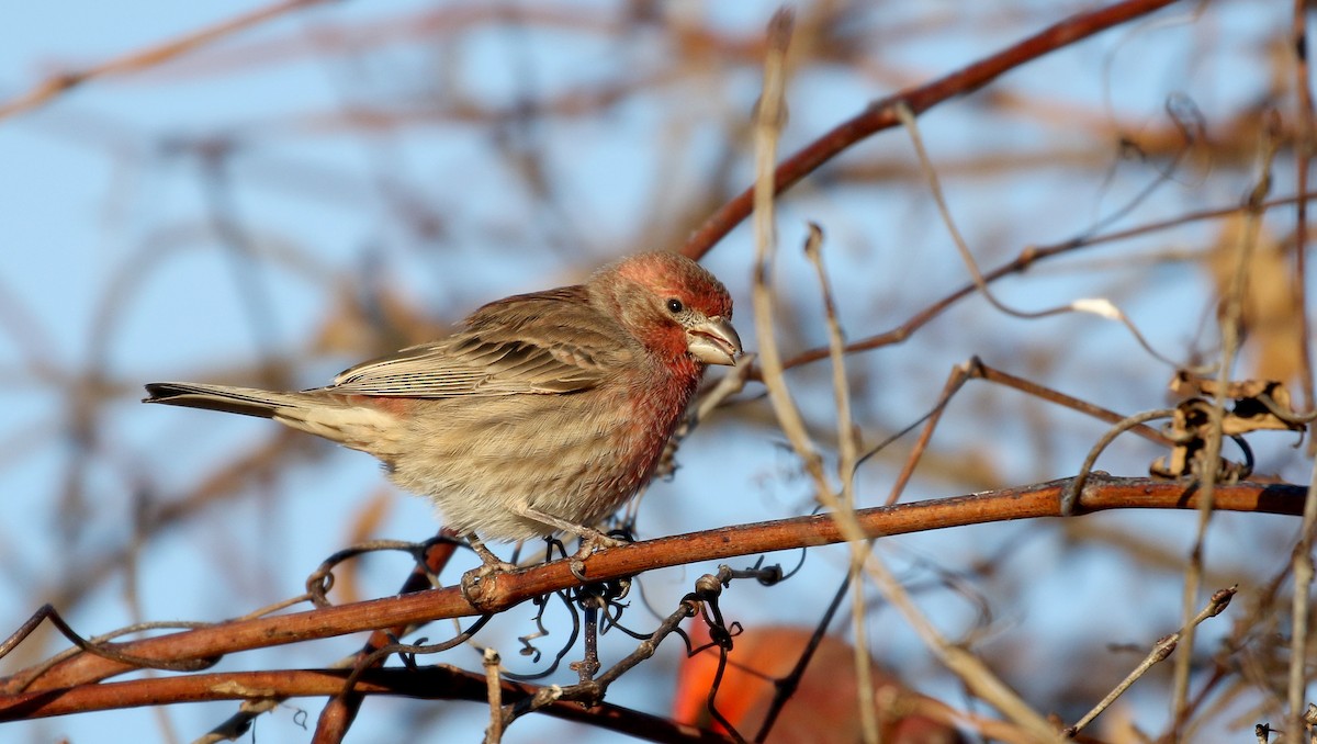 House Finch - ML194972871