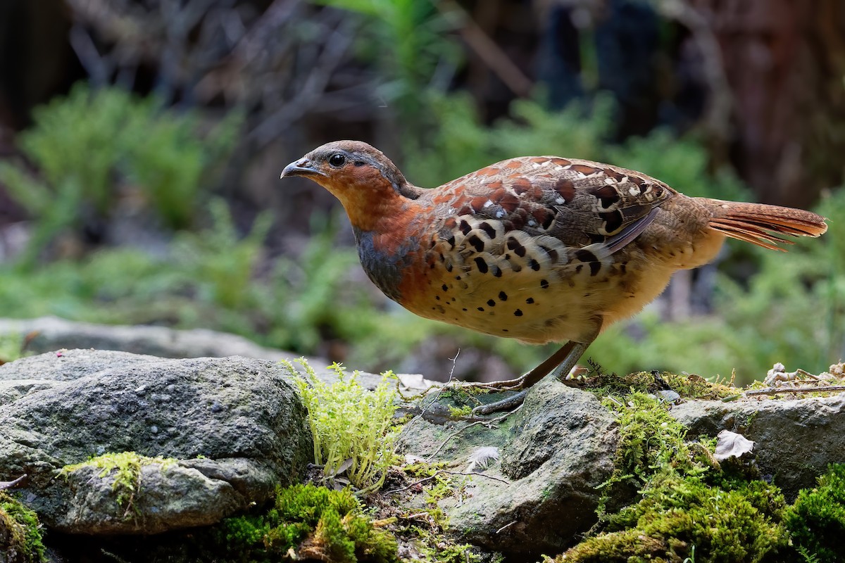 Chinese Bamboo-Partridge - ML194973301