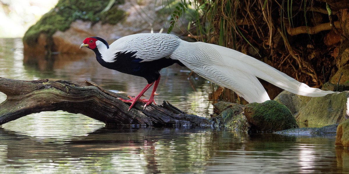 Silver Pheasant - Vincent Wang