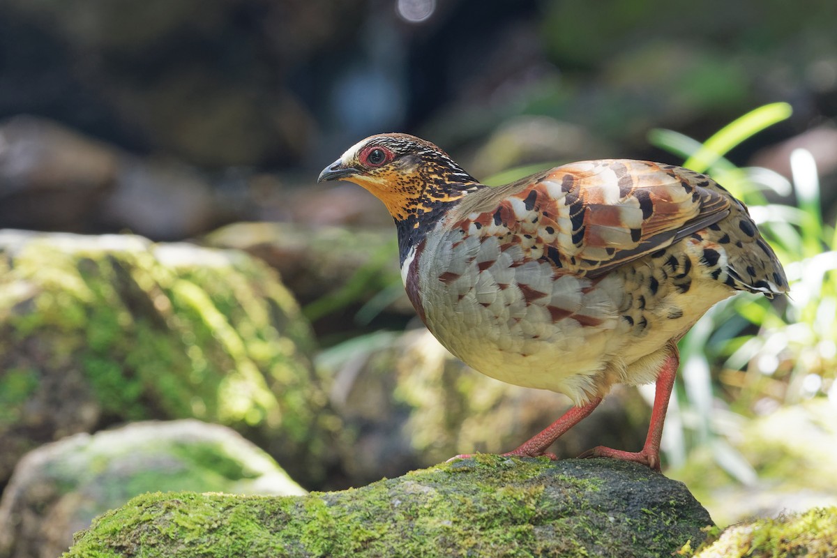 White-necklaced Partridge - ML194973811