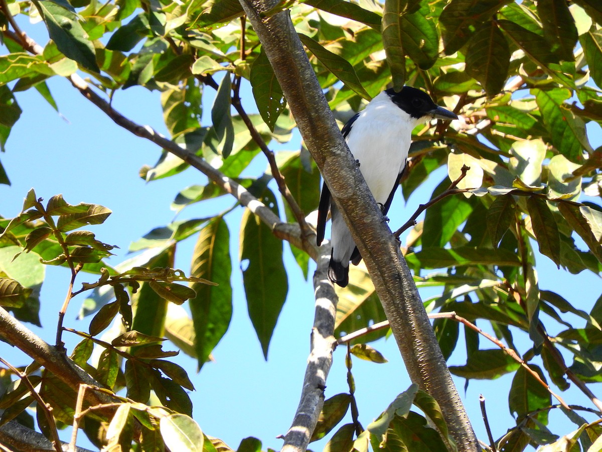 Black-crowned Tityra - ML194974391