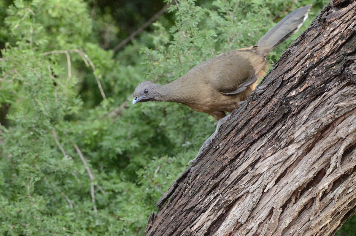 Plain Chachalaca - ML194977981