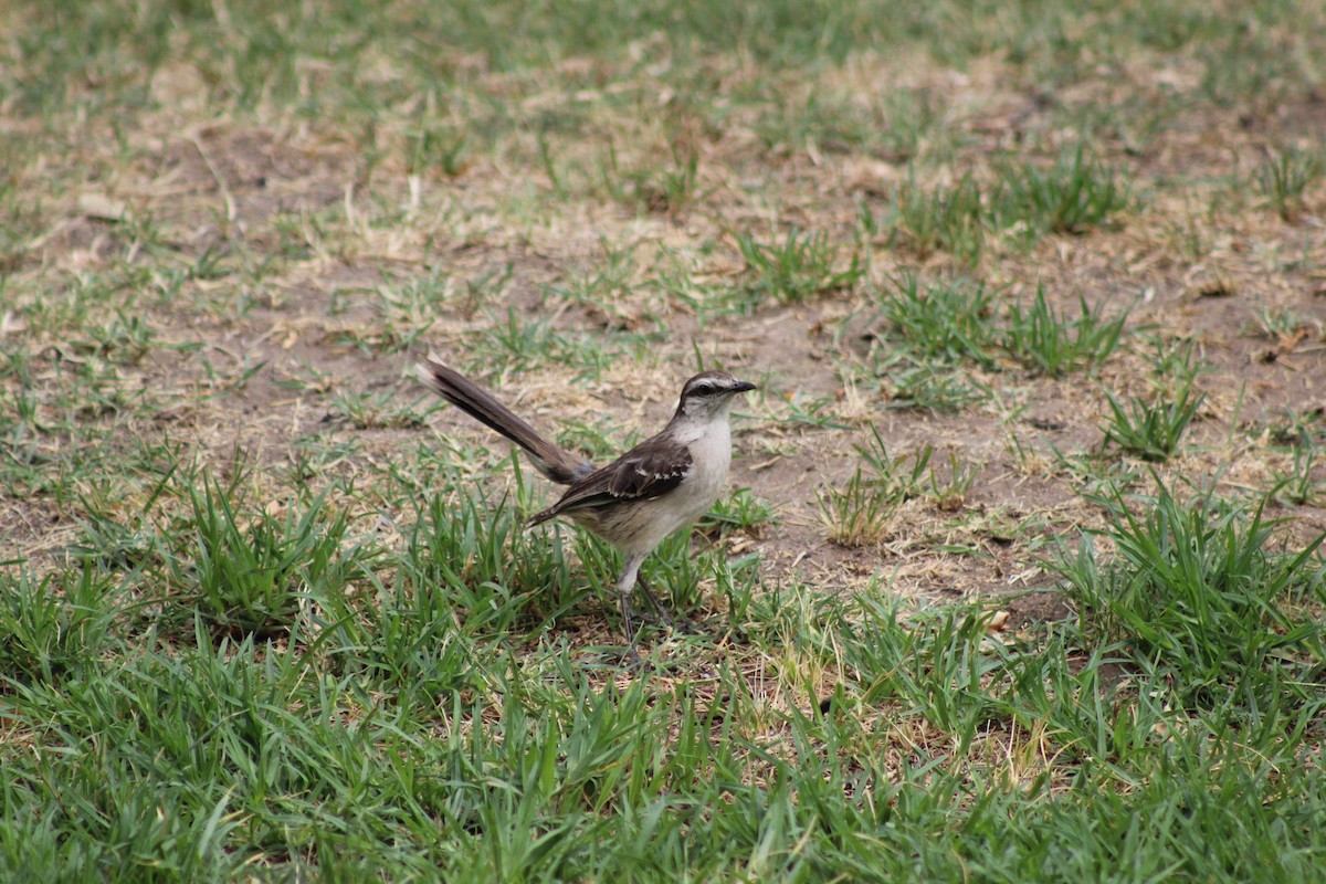 Chalk-browed Mockingbird - Ivan Ebrecht