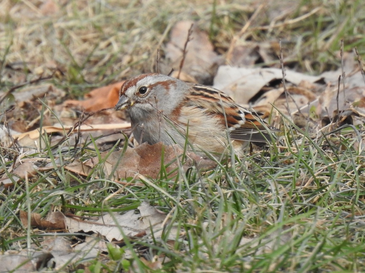 American Tree Sparrow - ML194983161