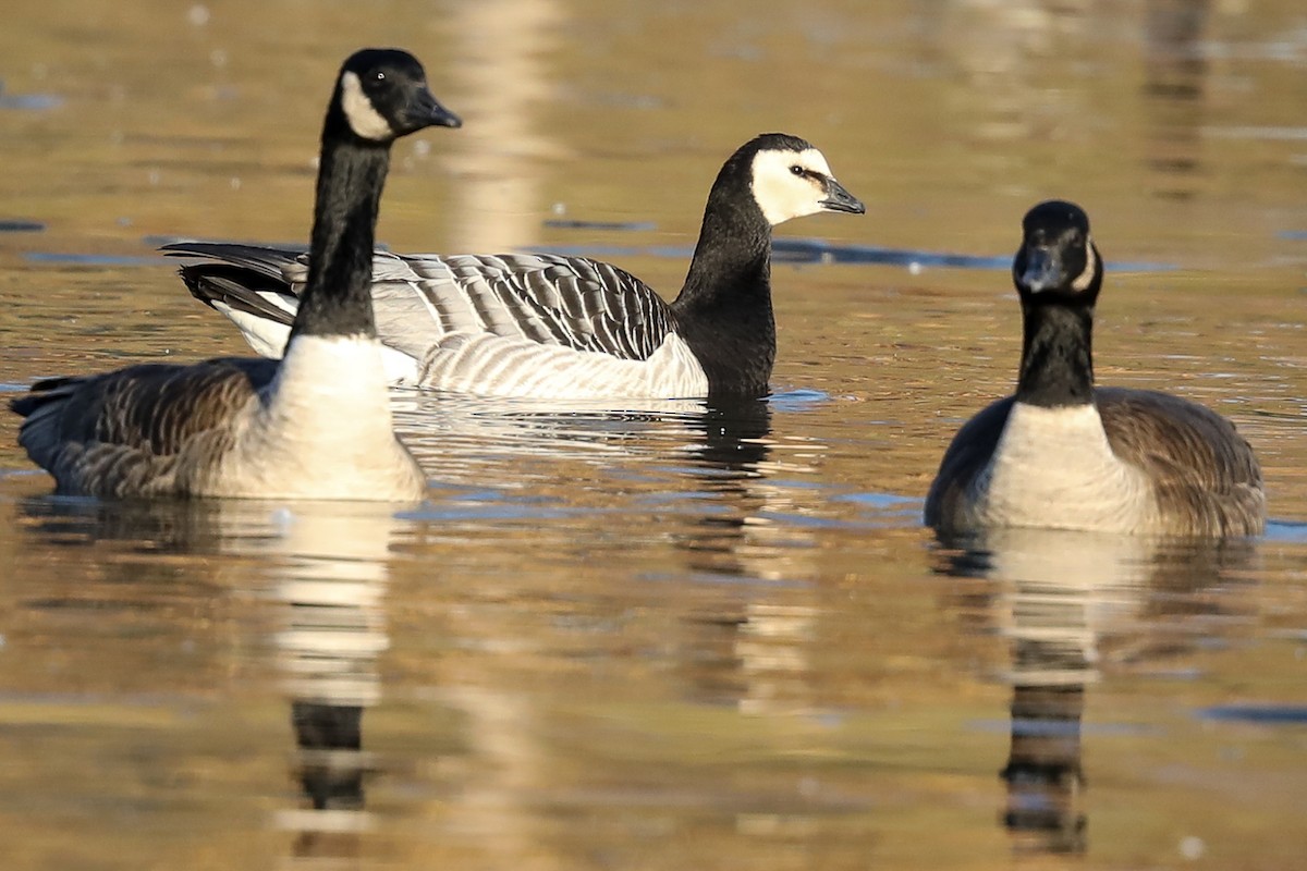 Barnacle Goose - Mike Shull