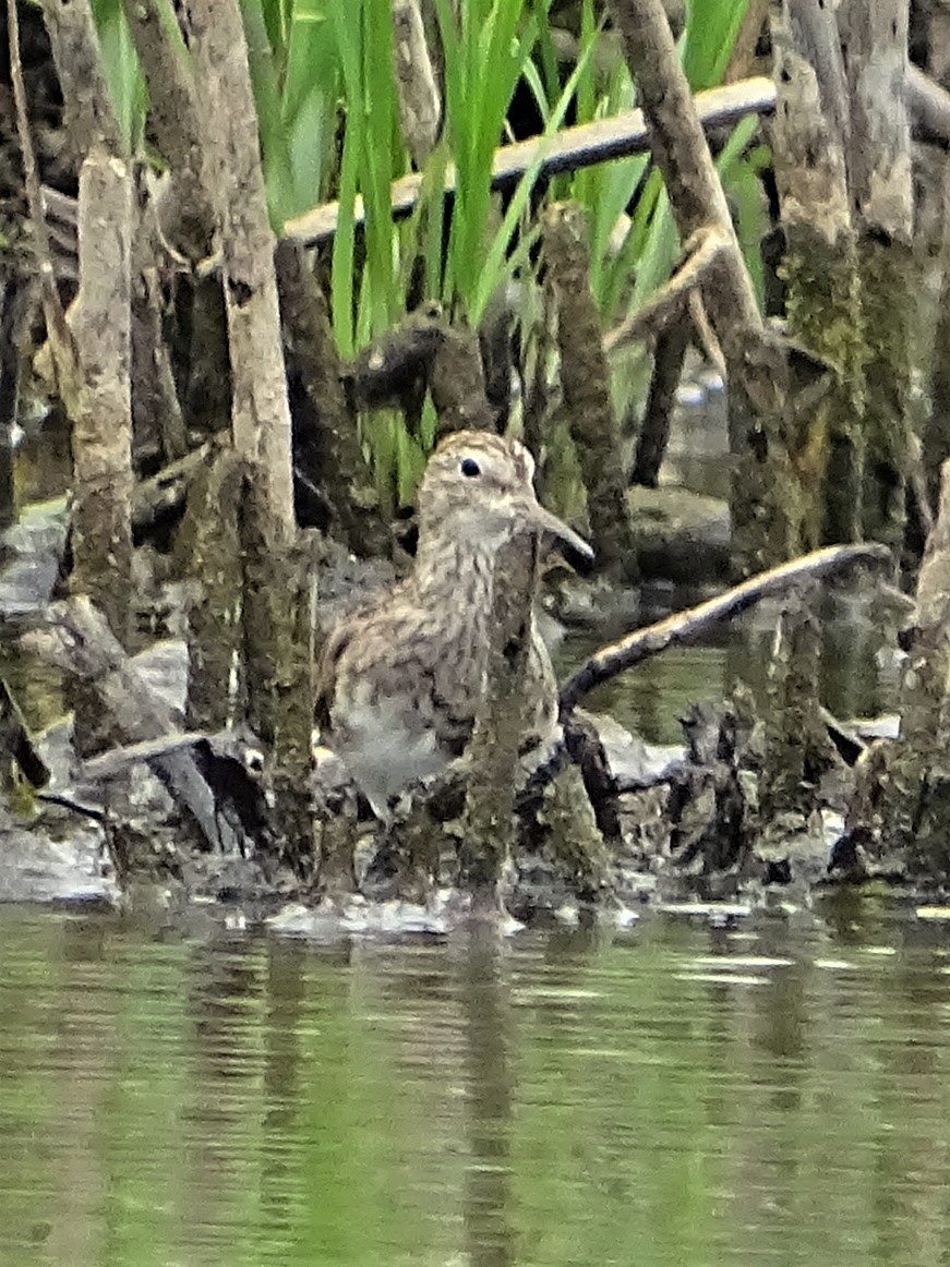 Graubrust-Strandläufer - ML194983381