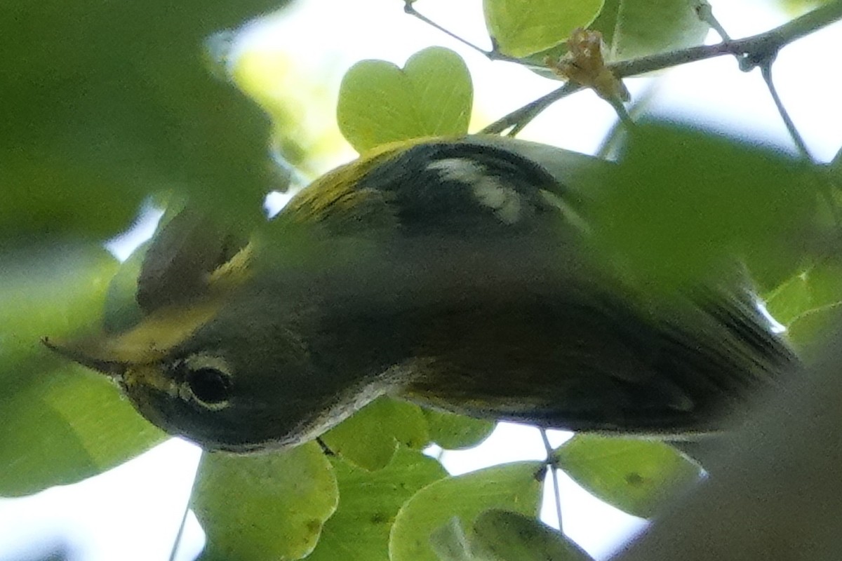 Northern Parula - ML194984851