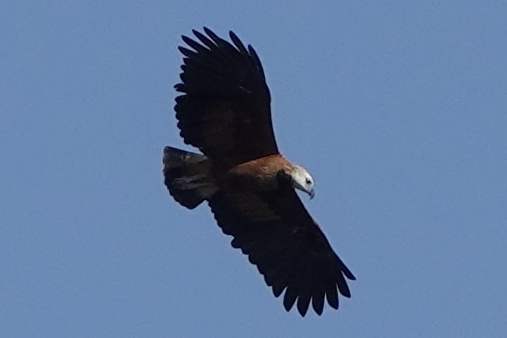 Black-collared Hawk - ML194984911