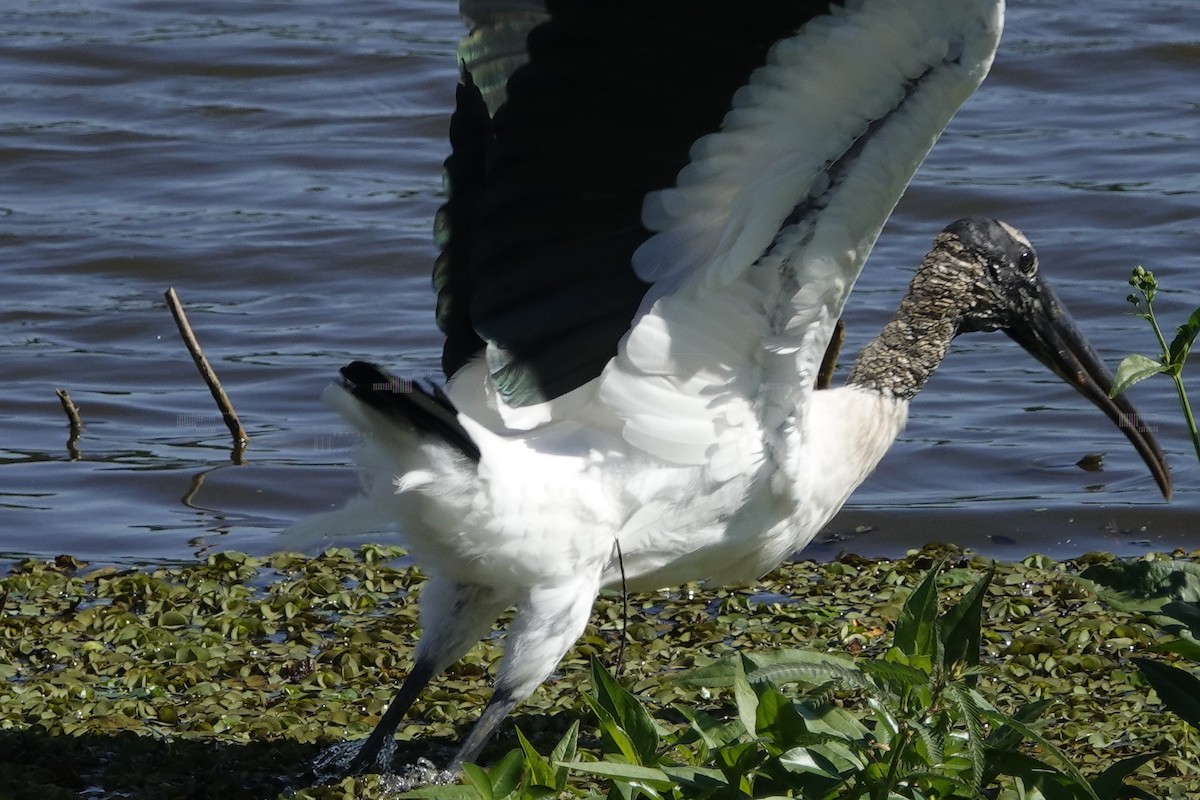 Wood Stork - ML194985041