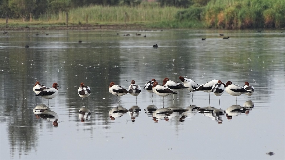 Red-necked Avocet - ML194985731