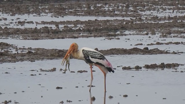 Painted Stork - ML194986041