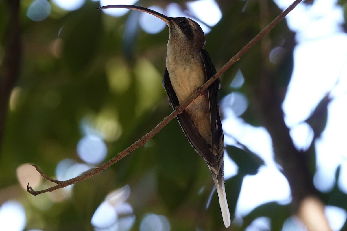 Long-billed Hermit - Lindsey Schromen-Wawrin