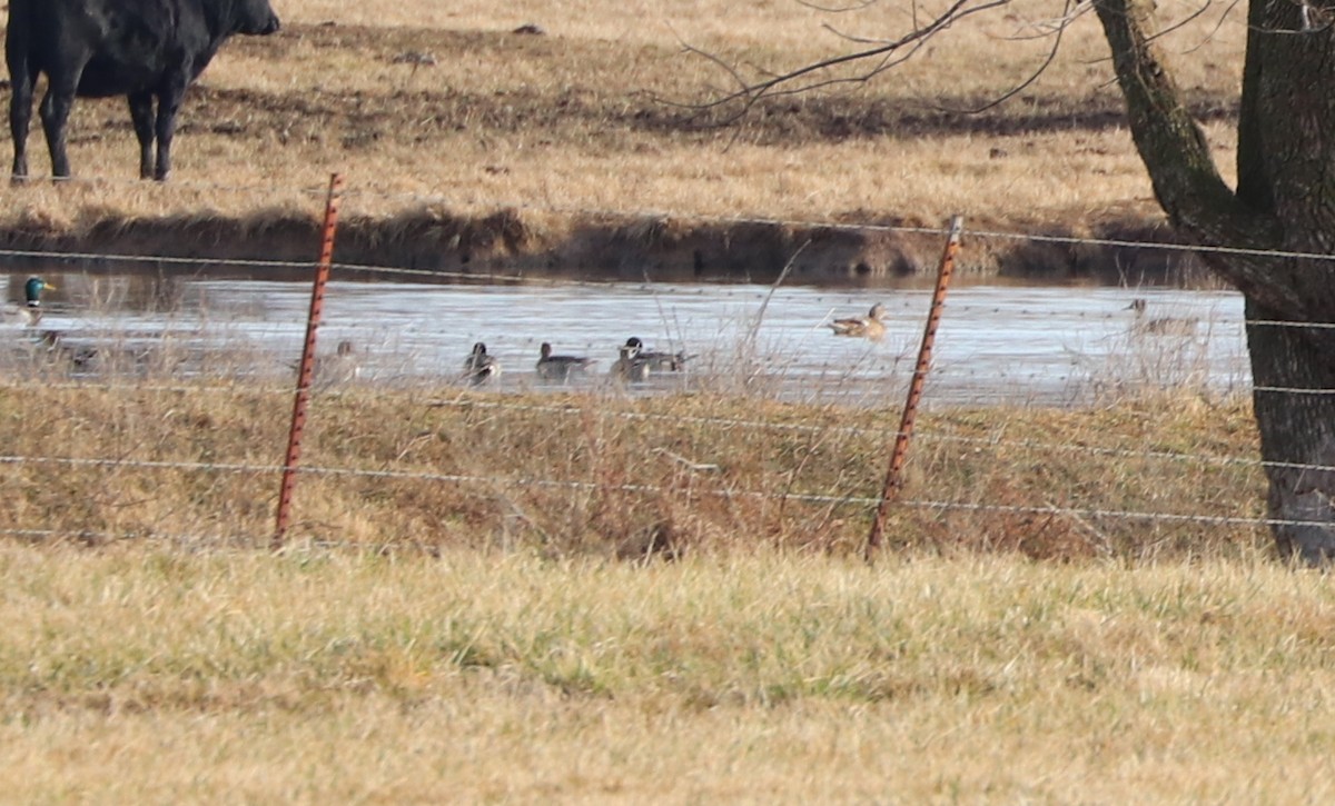 Northern Pintail - Gary Leavens