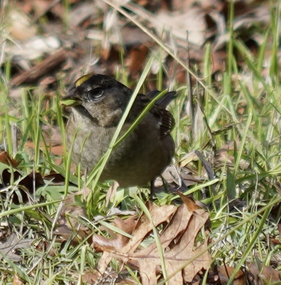 Golden-crowned Sparrow - Laura Robinson