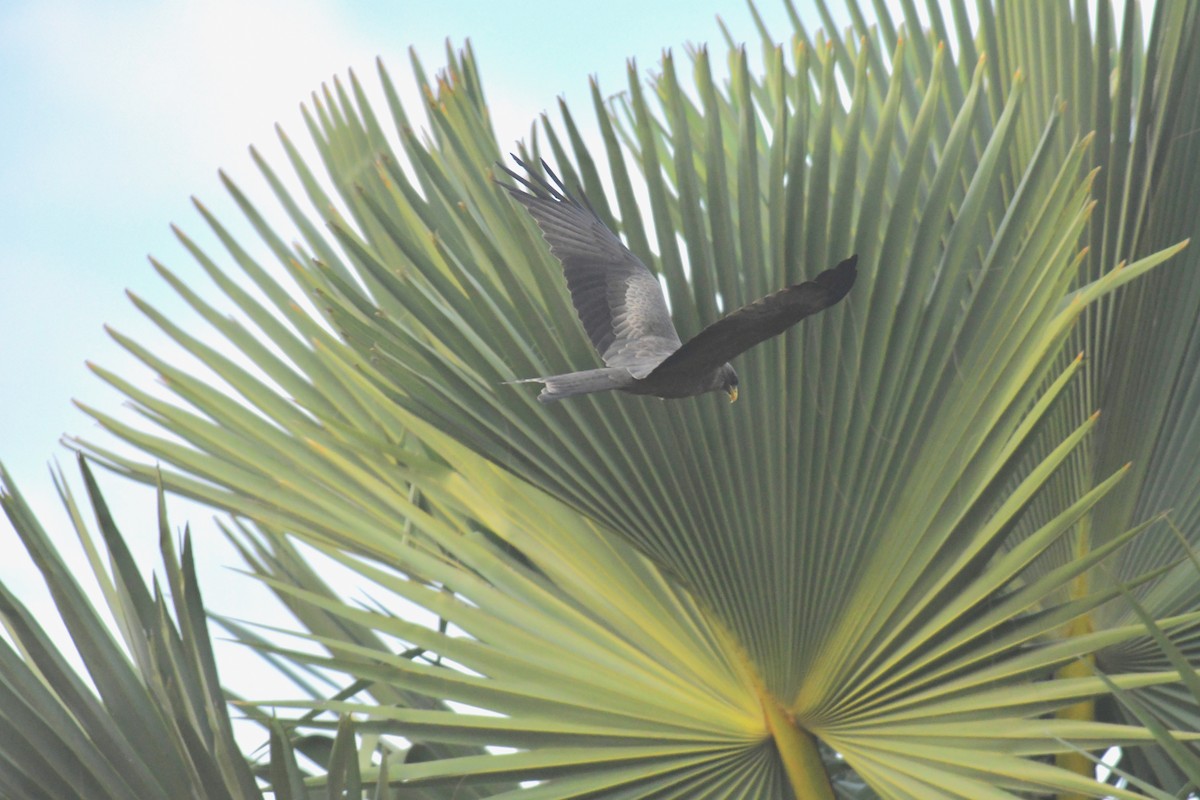 Black Kite (Yellow-billed) - ML194987691