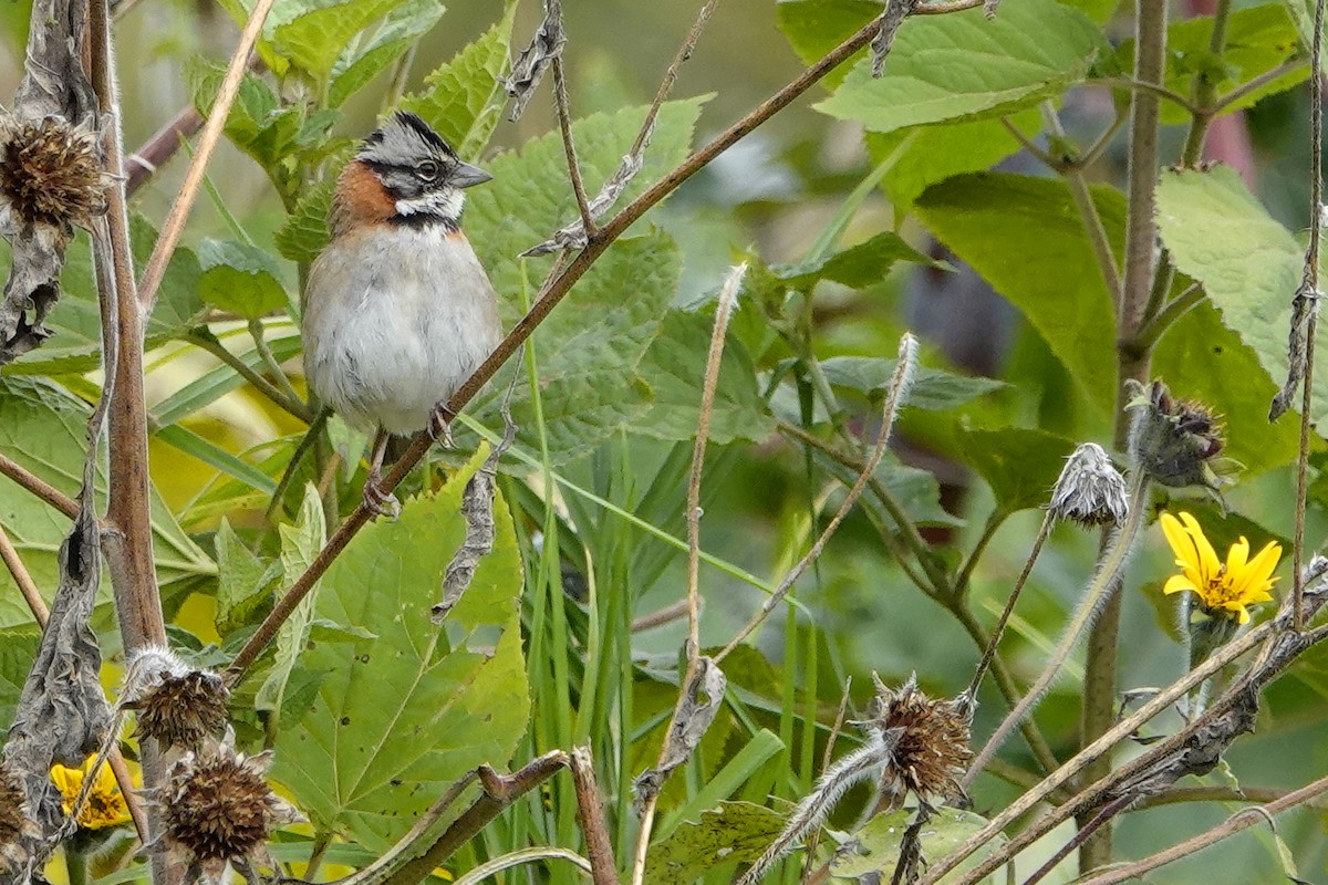 Rufous-collared Sparrow - ML194987791