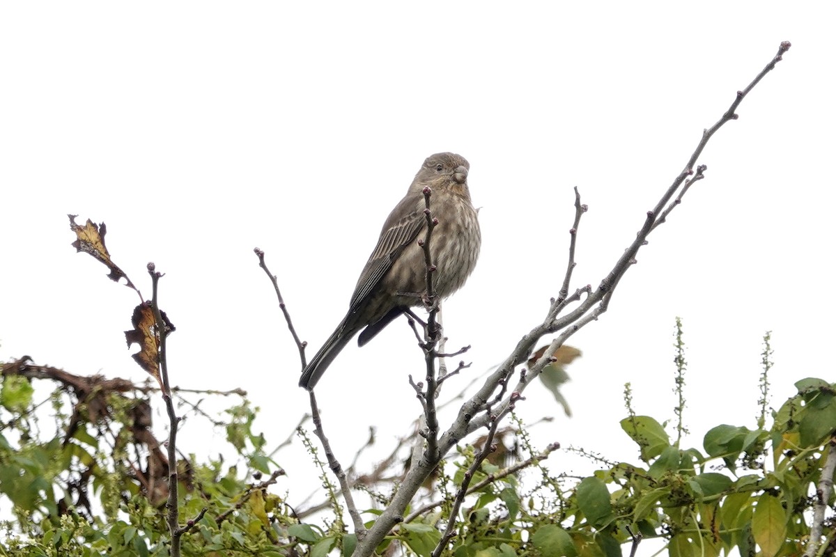 House Finch - ML194987941