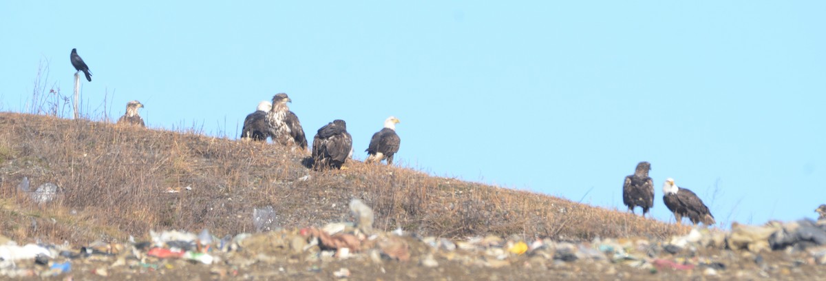 Bald Eagle - Richard Garrigus