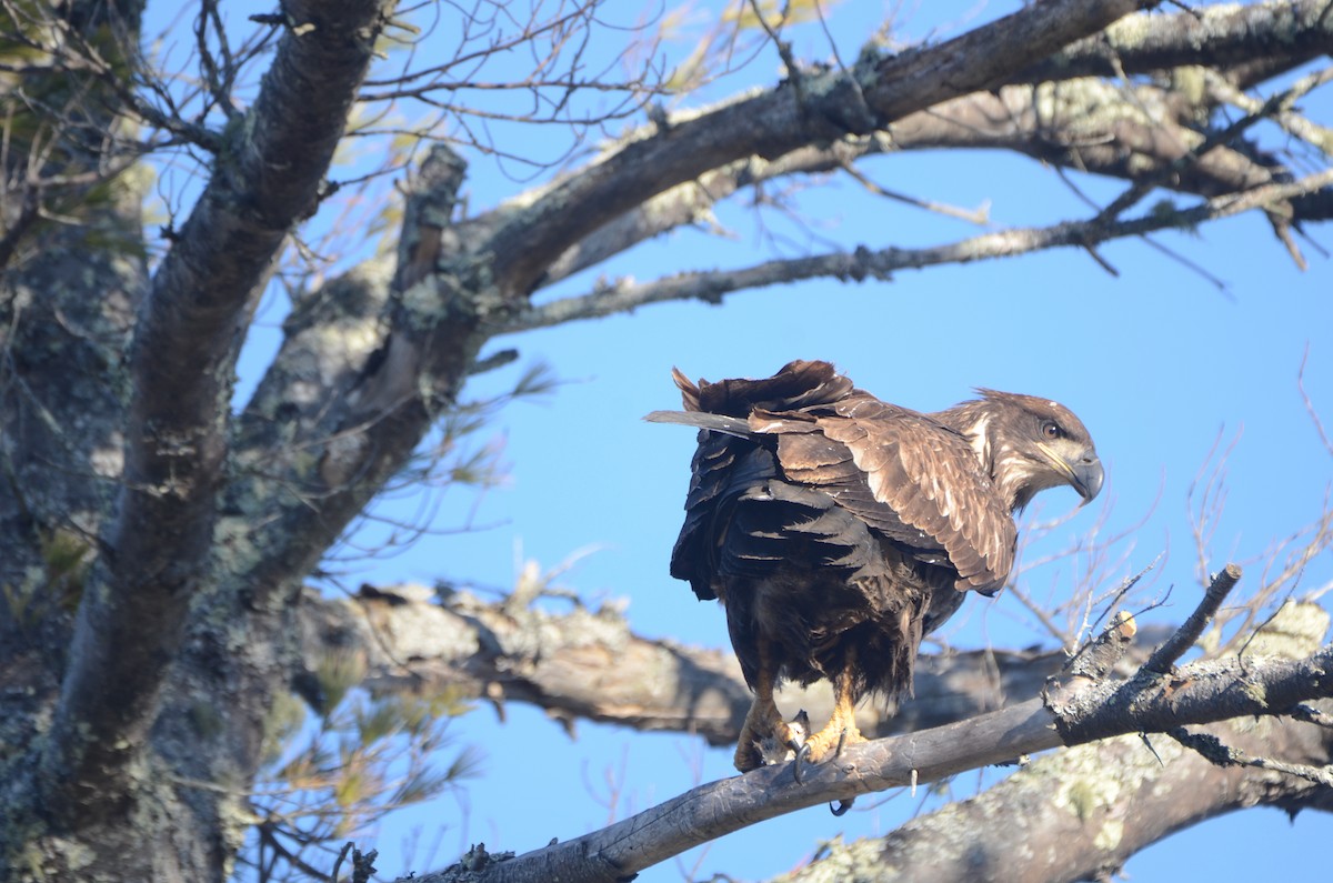 Weißkopf-Seeadler - ML194988721