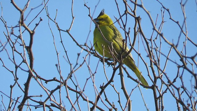 Yellow Cardinal - ML194989121