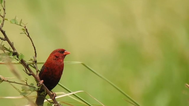 ベニスズメ - ML194989131