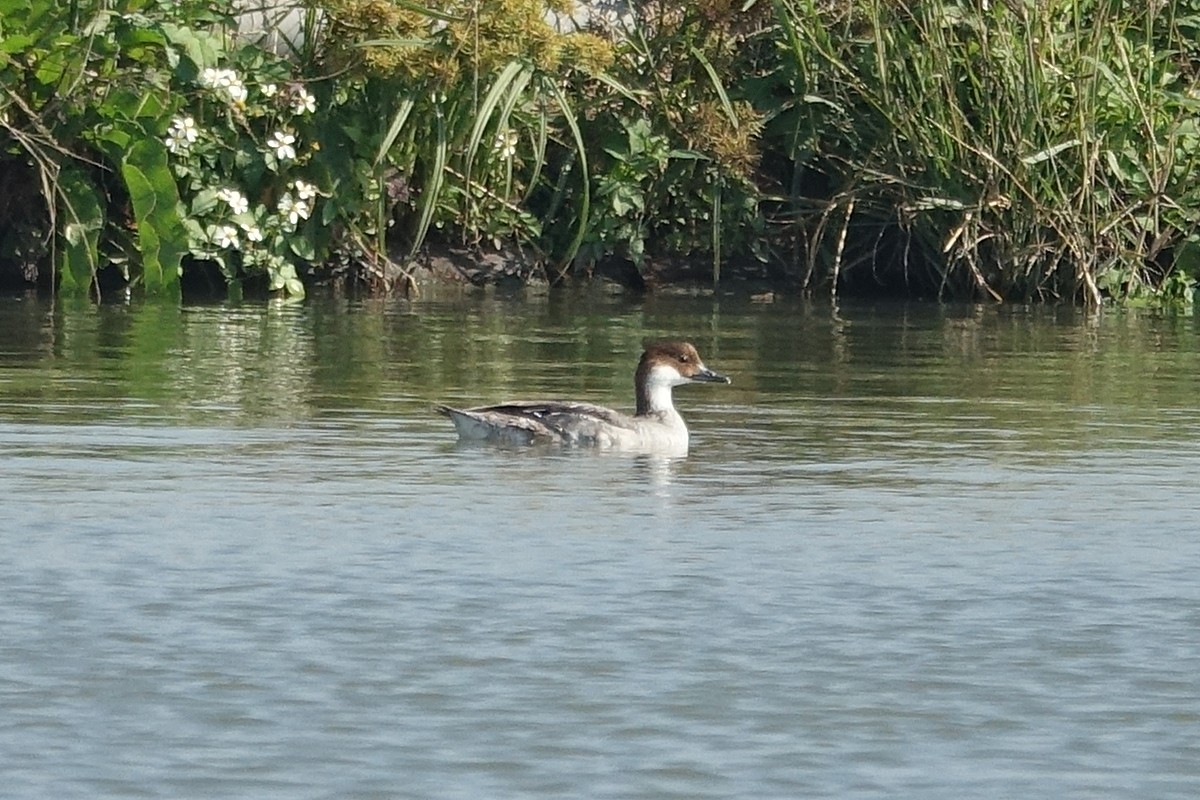 Smew - ML194989441