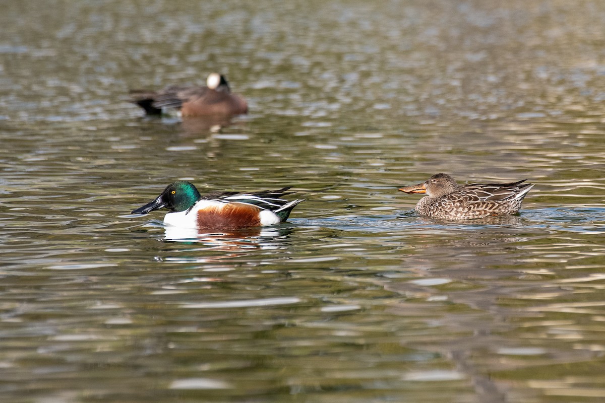 Northern Shoveler - James McNamara