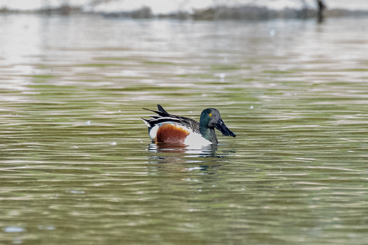 Northern Shoveler - ML194989531