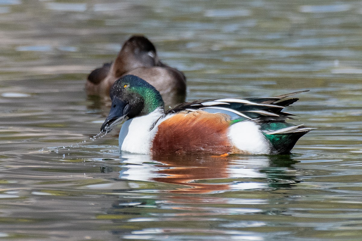 Northern Shoveler - ML194989541