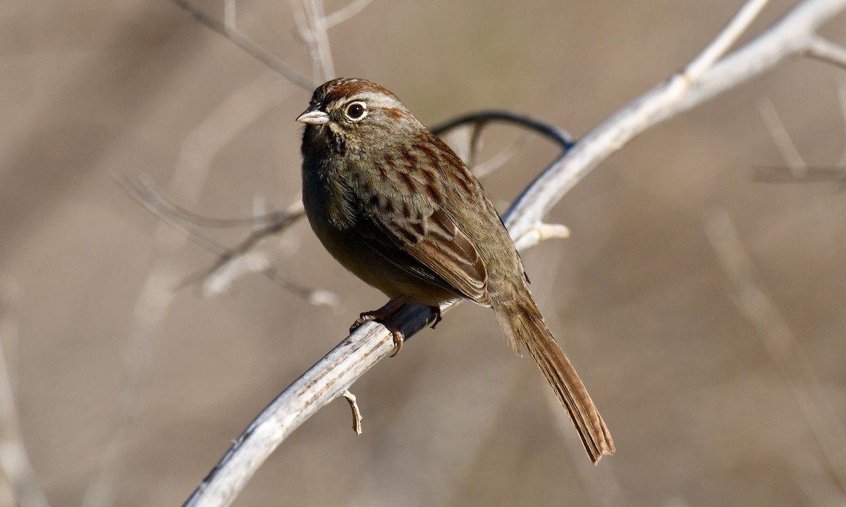 Rufous-crowned Sparrow - Anonymous