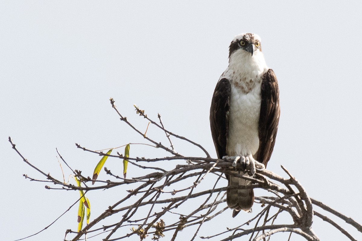 Osprey - James McNamara