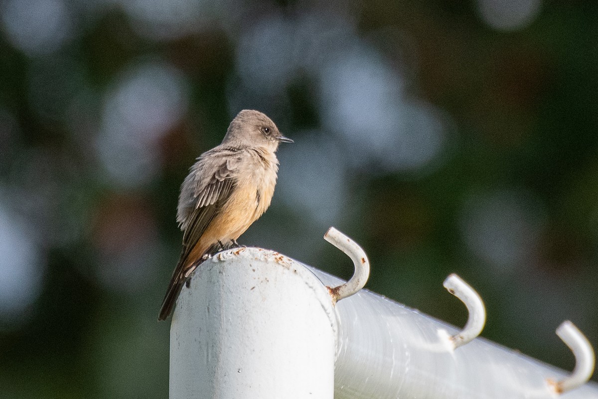 Say's Phoebe - James McNamara