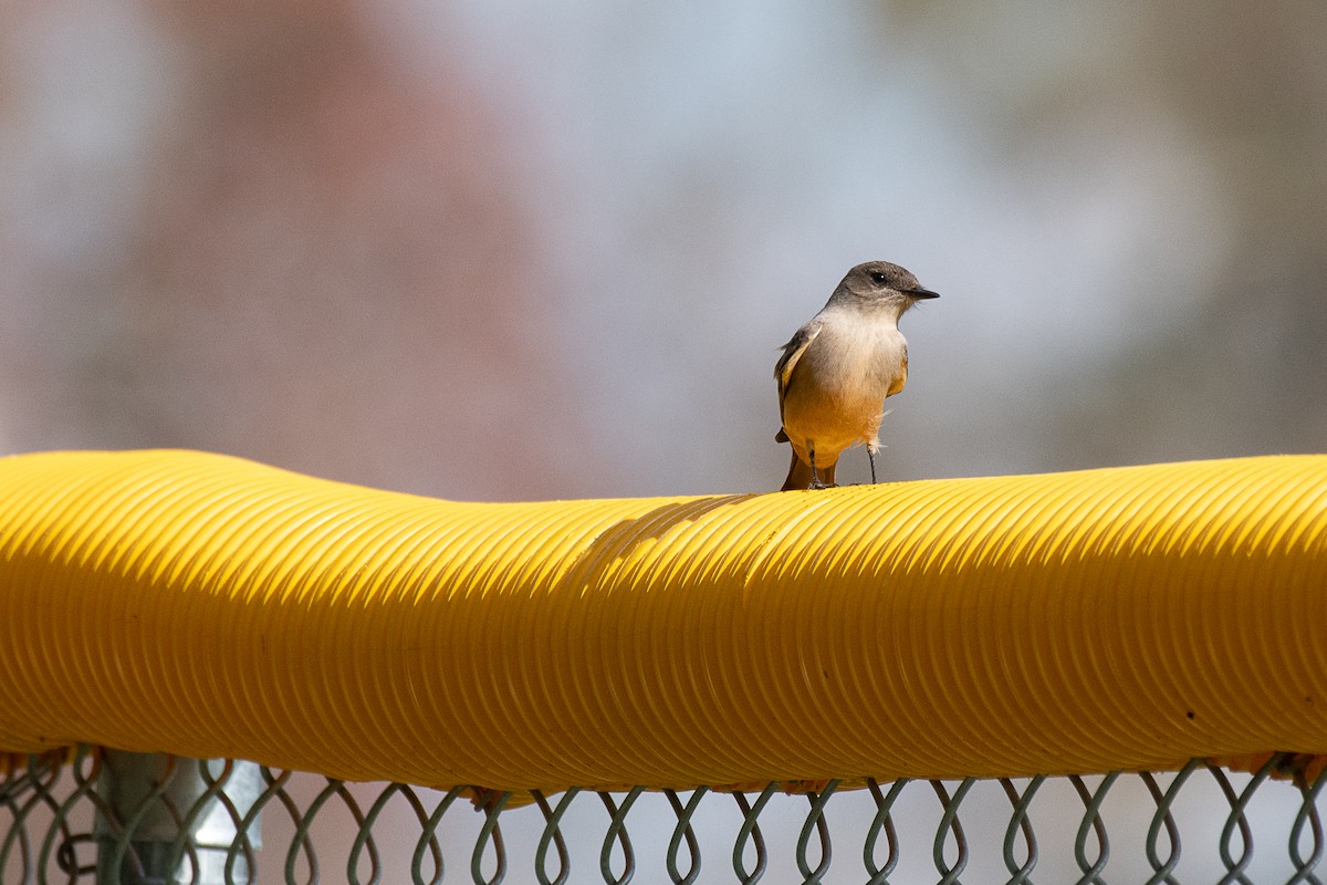 Say's Phoebe - James McNamara