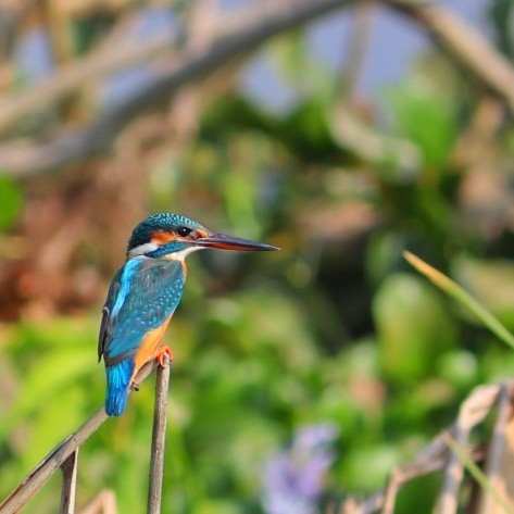 Common Kingfisher - ML194990491