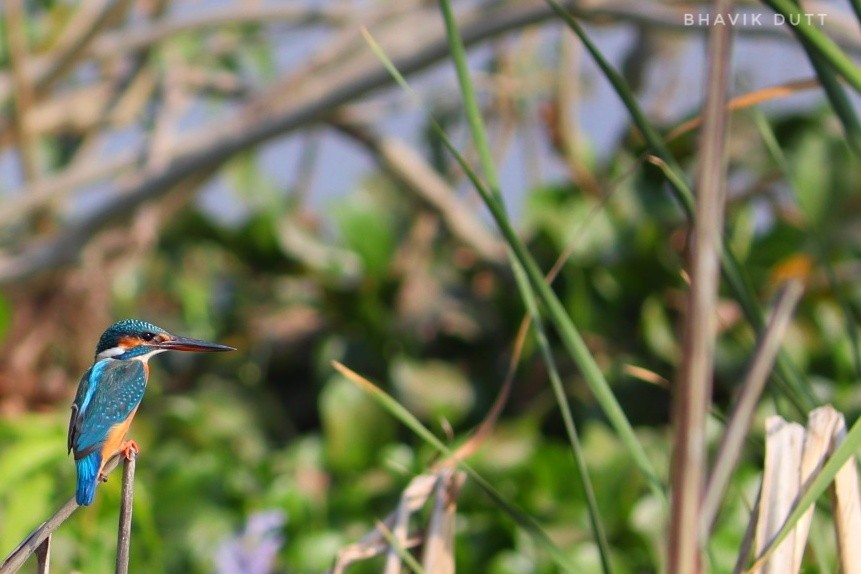 Common Kingfisher - ML194990501