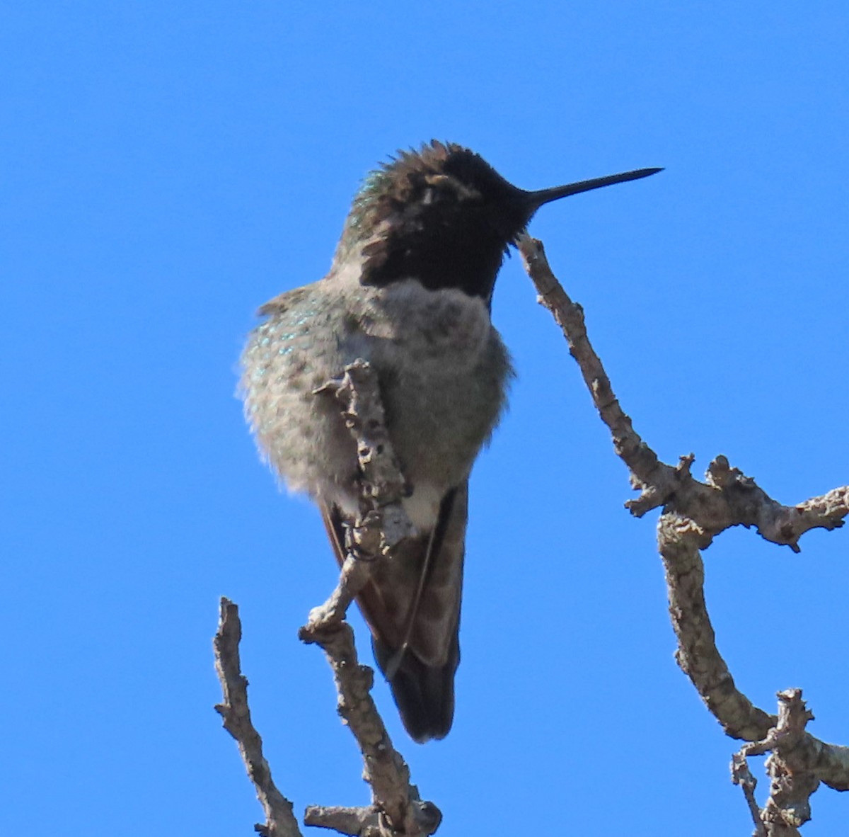 Anna's Hummingbird - ML194991191
