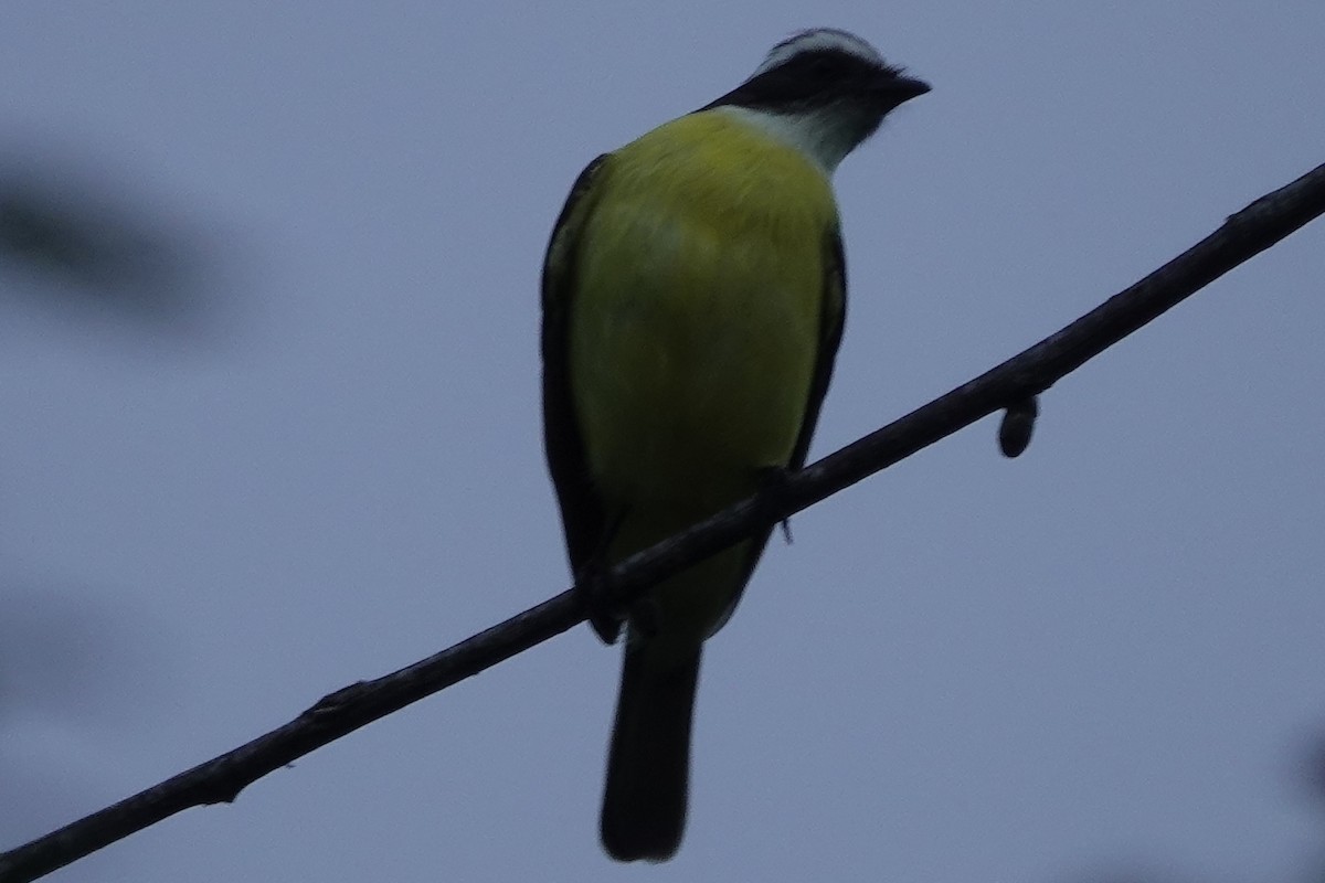 Social Flycatcher - ML194992841